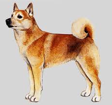 犬を家族に迎える前に